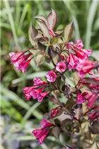  - Weigela florida 'Minor Black'®