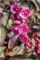  - Weigela florida 'Minor Black'®