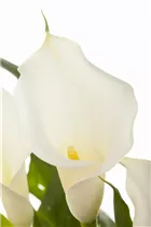  - Zantedeschia aethiopica, weiß