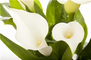  - Zantedeschia aethiopica, weiß