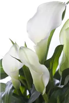  - Zantedeschia aethiopica, weiß