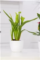  - Zantedeschia aethiopica, weiß