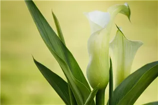  - Zantedeschia aethiopica, weiß