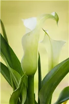 - Zantedeschia aethiopica, weiß