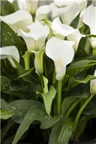  - Zantedeschia aethiopica, weiß