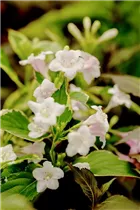  - Weigela florida 'Nana Variegata'