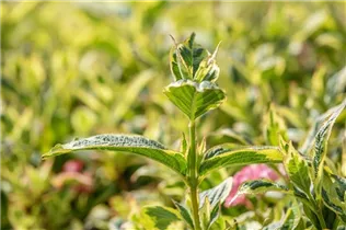  - Weigela florida 'Nana Variegata'