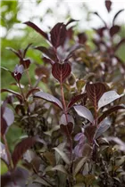  - Weigela florida 'Purpurea'