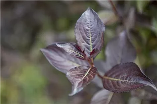  - Weigela florida 'Purpurea'