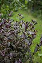  - Weigela florida 'Purpurea'