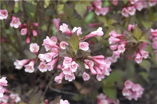  - Weigela florida 'Purpurea'