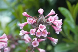  - Weigela florida 'Purpurea'