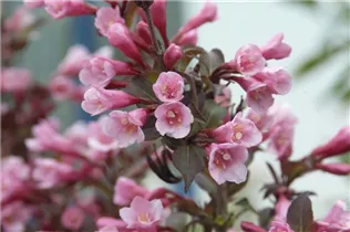  - Weigela florida 'Purpurea'
