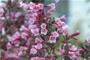  - Weigela florida 'Purpurea'