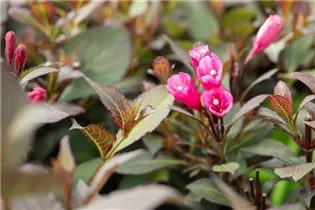  - Weigela florida 'Purpurea'