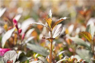  - Weigela florida 'Purpurea'