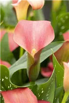  - Zantedeschia 'Bloody Marry'