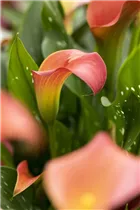  - Zantedeschia 'Bloody Marry'