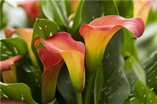  - Zantedeschia 'Bloody Marry'