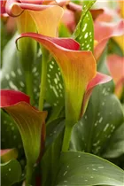  - Zantedeschia 'Bloody Marry'