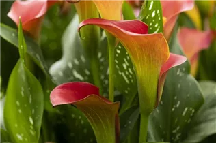  - Zantedeschia 'Bloody Marry'