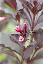 - Weigela florida 'Victoria'  - Weigela florida 'Victoria'