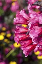 - Weigela florida 'Victoria'  - Weigela florida 'Victoria'