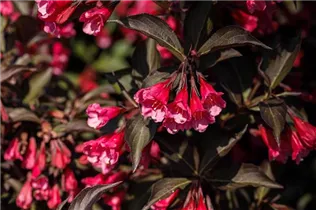 - Weigela florida 'Victoria'  - Weigela florida 'Victoria'
