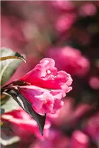 - Weigela florida 'Victoria'  - Weigela florida 'Victoria'