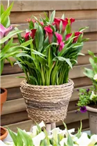 - Zantedeschia 'Patio Calla'  - Zantedeschia 'Patio Calla'