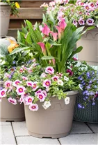 - Zantedeschia 'Patio Calla'  - Zantedeschia 'Patio Calla'