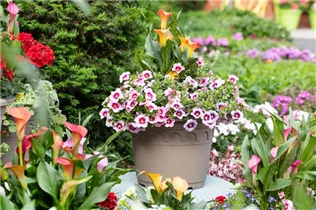 - Zantedeschia 'Patio Calla'  - Zantedeschia 'Patio Calla'