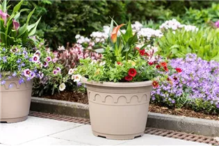 - Zantedeschia 'Patio Calla'  - Zantedeschia 'Patio Calla'