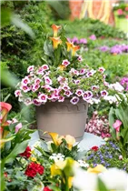 - Zantedeschia 'Patio Calla'  - Zantedeschia 'Patio Calla'