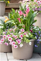 - Zantedeschia 'Patio Calla'  - Zantedeschia 'Patio Calla'