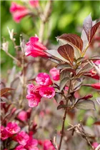  - Weigela florida 'Wine and Roses'®