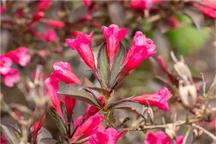  - Weigela florida 'Wine and Roses'®
