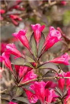  - Weigela florida 'Wine and Roses'®