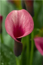  - Zantedeschia 'Tropical'