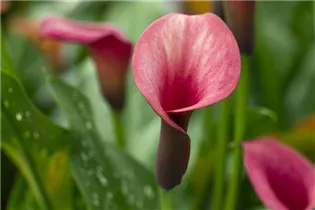  - Zantedeschia 'Tropical'