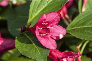  - Weigela 'Minuet'