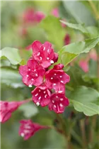  - Weigela 'Red Prince'
