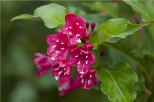  - Weigela 'Red Prince'