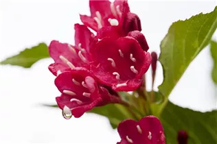  - Weigela 'Red Prince'