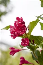  - Weigela 'Red Prince'