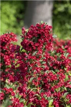 - Weigela 'Red Prince'