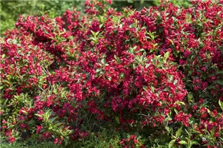  - Weigela 'Red Prince'
