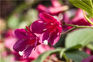  - Weigela 'Red Prince'