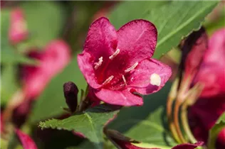  - Weigela 'Red Prince'