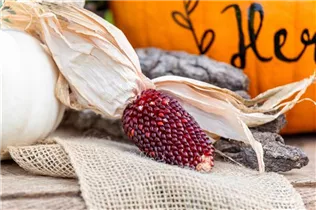  - Zea mays var. gracillinia